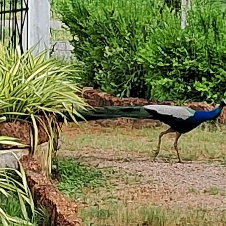 Arachiwil Green Nature Resort Puttalam Kültér fotó