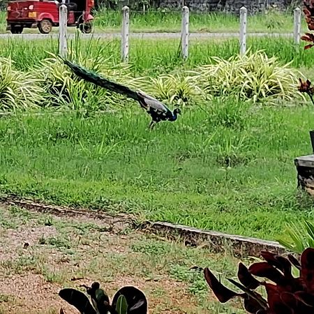 Arachiwil Green Nature Resort Puttalam Kültér fotó