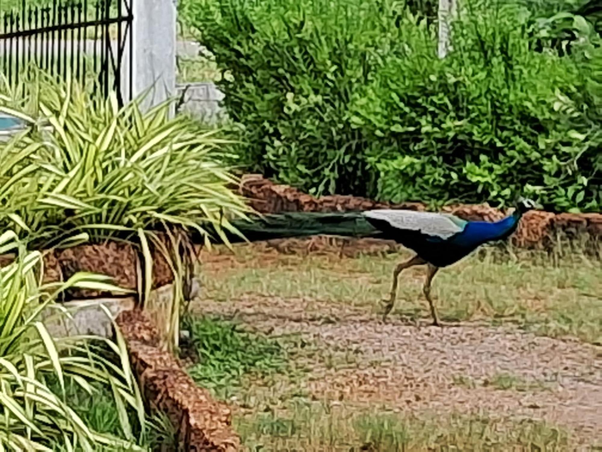 Arachiwil Green Nature Resort Puttalam Kültér fotó