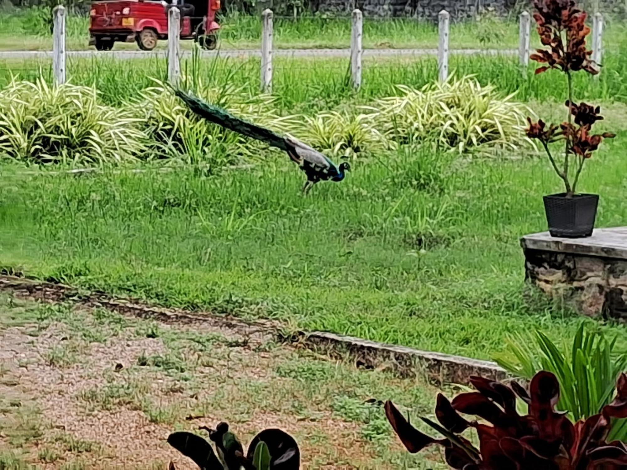 Arachiwil Green Nature Resort Puttalam Kültér fotó